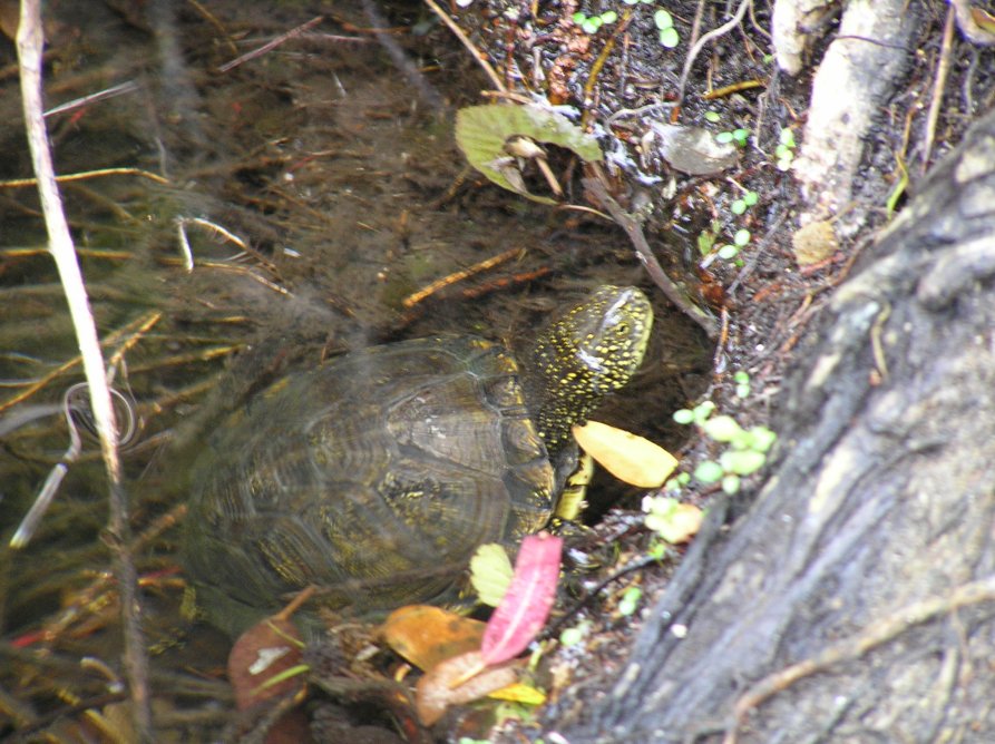 Emys orbicularis